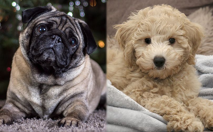 Pushon (Pug & Bichon Mix): Informace, obrázky, vlastnosti a fakta