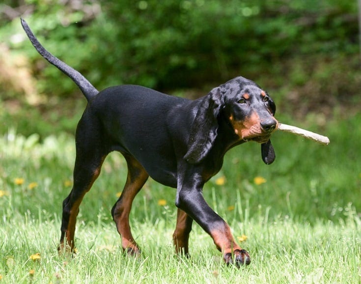 100+ psích jmen Coonhound: Nápady pro inteligentní lovecké psy