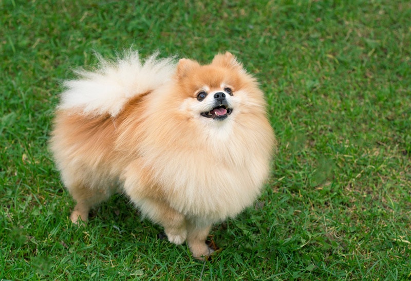 Kolik stojí pomeranian? (Cenový průvodce 2023)