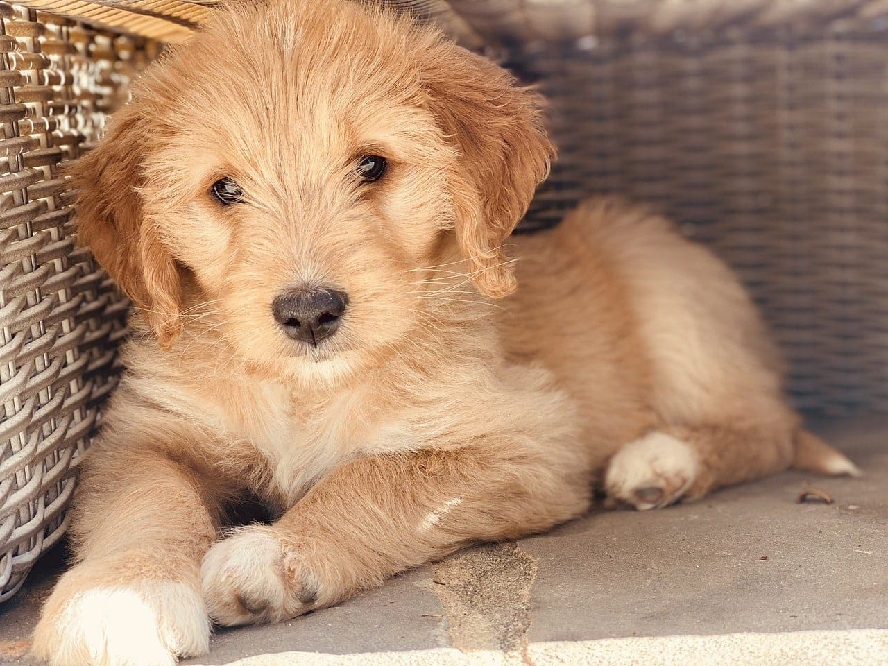 štěně goldendoodle