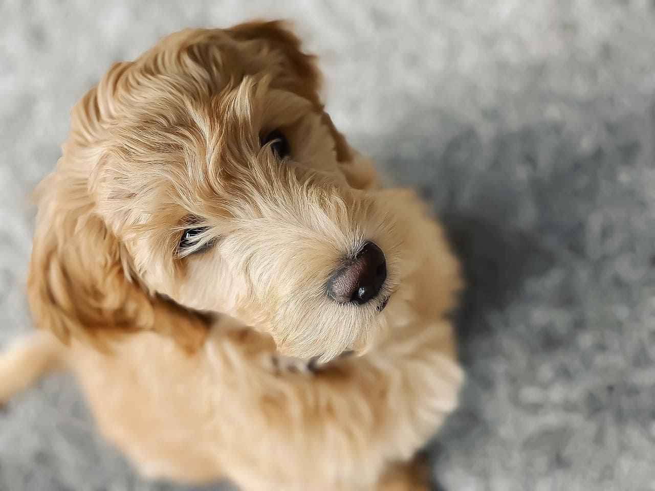 Jsou Goldendoodles hypoalergenní? Fakta a časté dotazy