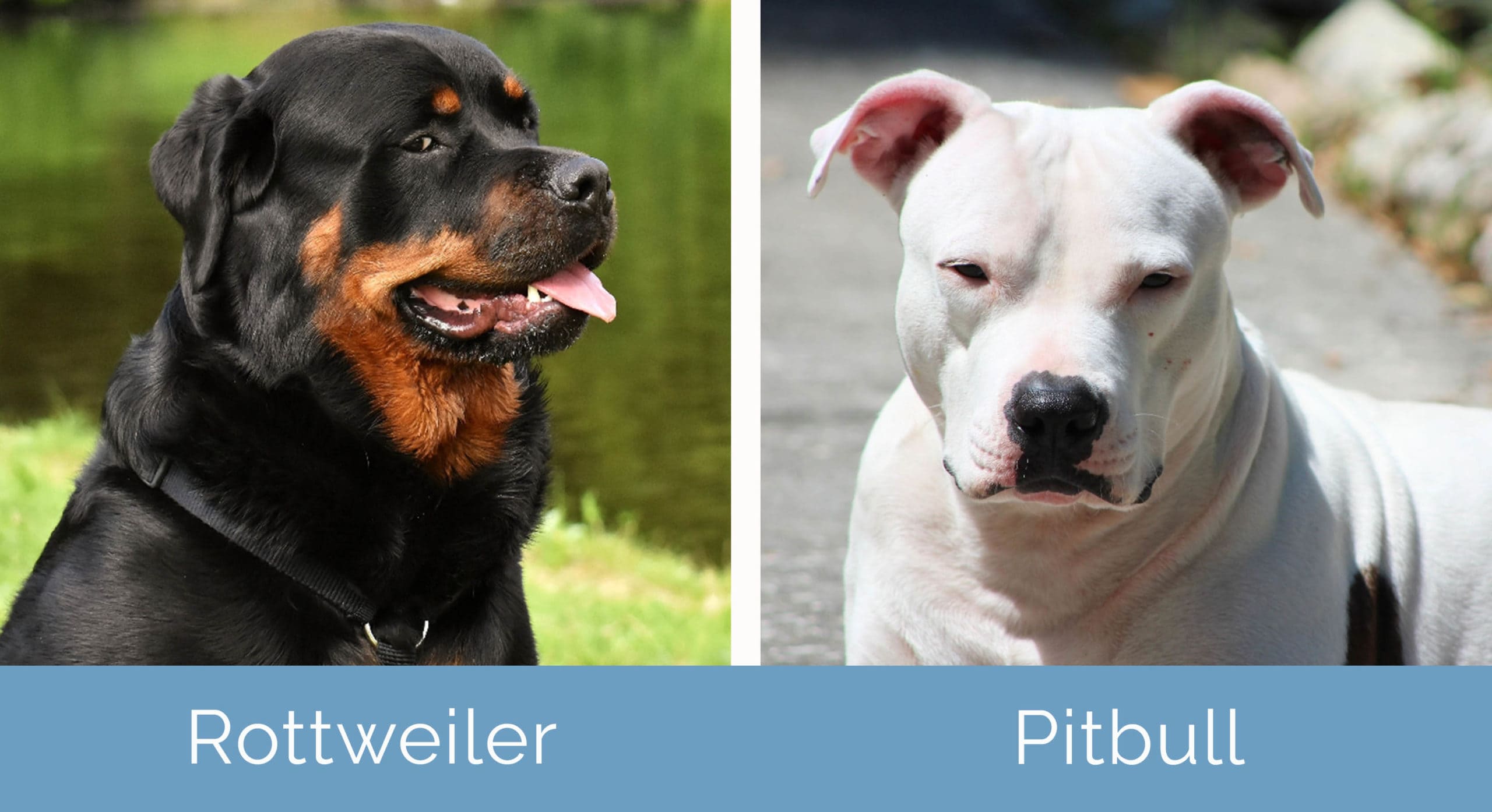 Rotvajler vs Pitbull vedle sebe