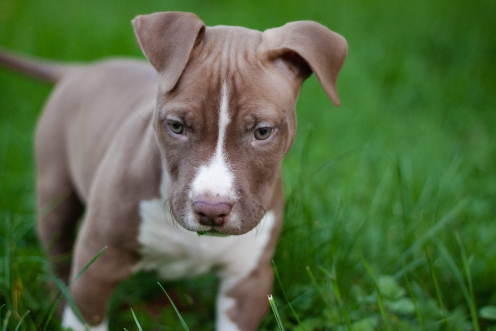štěně pitbulla s červeným nosem