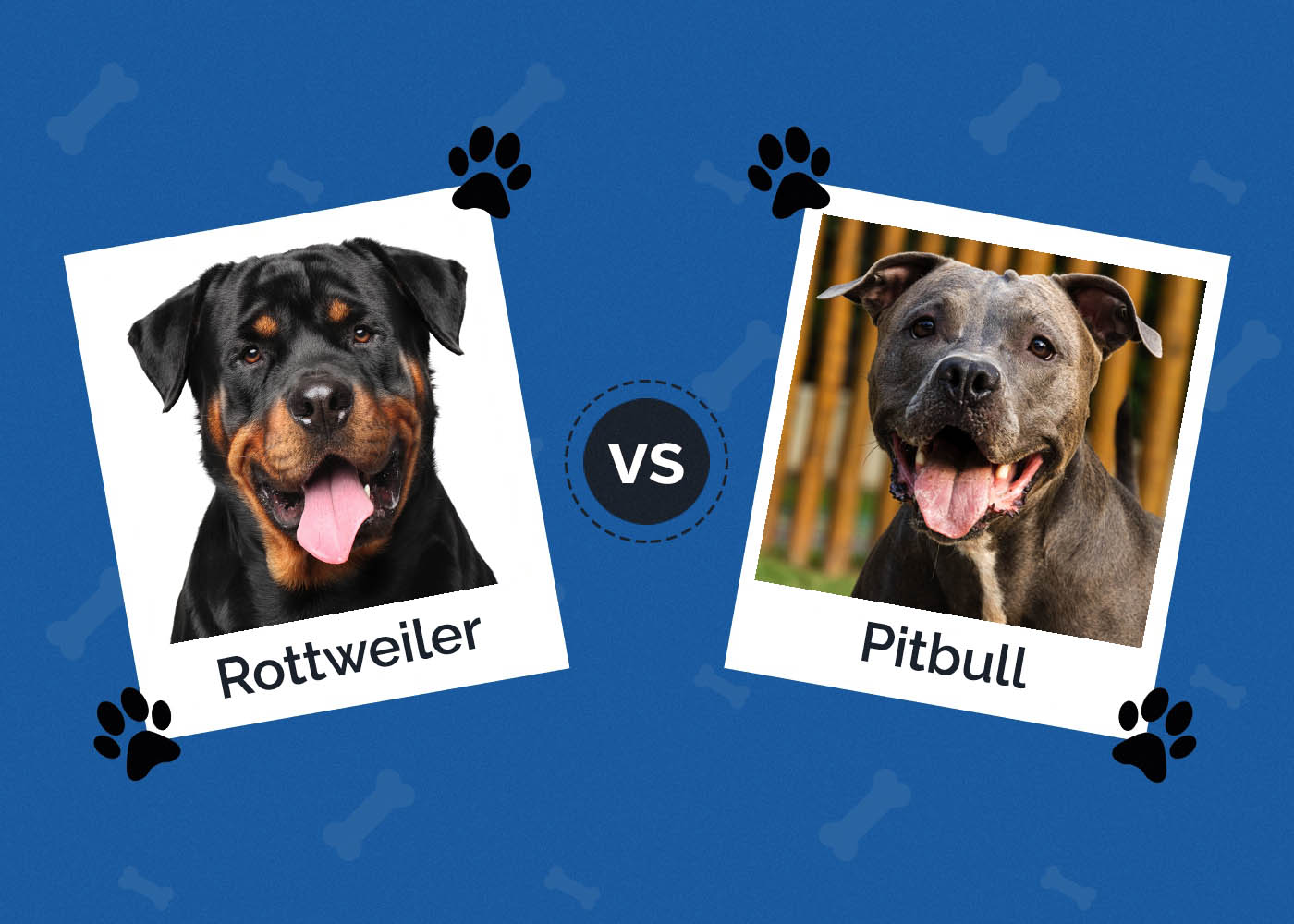 Rotvajler vs Pitbull