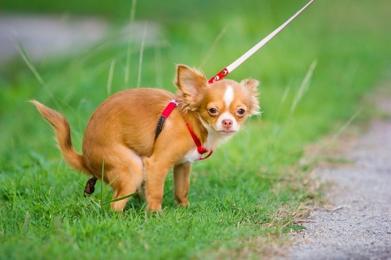 Jak nočník trénovat Chihuahua: 5 rychlých a snadných kroků