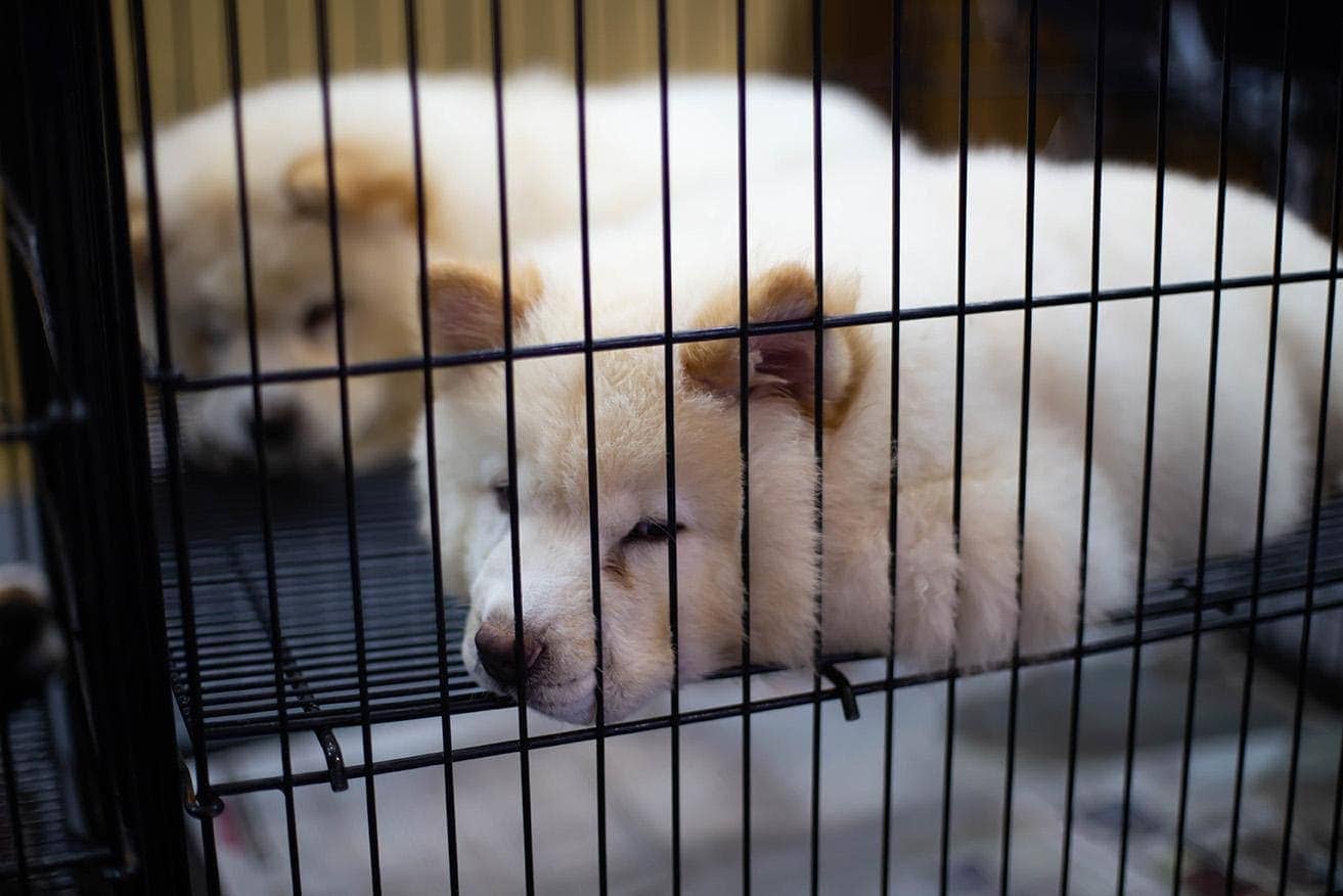 Puppy Mill vs Breeder: Jak rozpoznat rozdíl