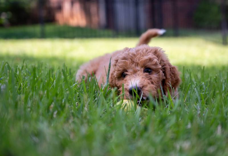 nízký úhel záběru štěněte goldendoodle v trávě