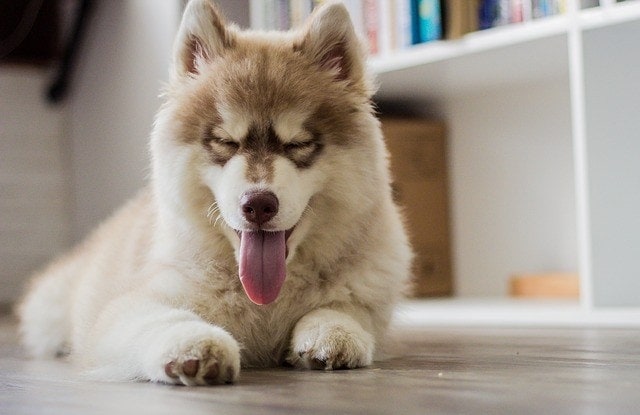 Krmivo pro psy husky štěňata