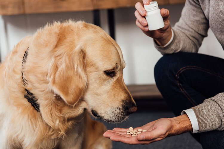zlatý retrevier užívající vitamíny