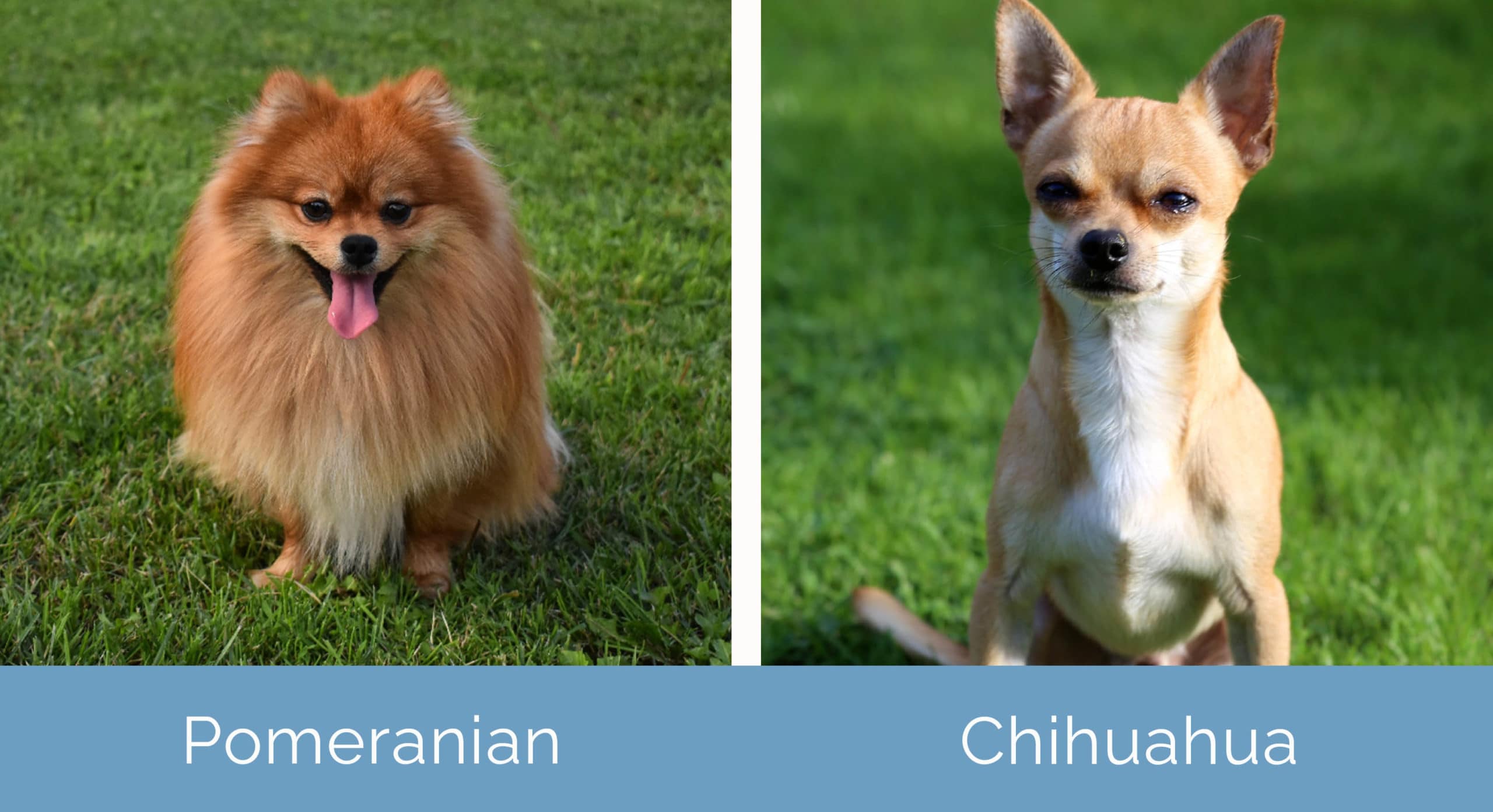 Pomeranian vs Chihuahua bok po boku