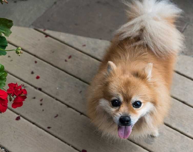 Pomeranian Vzhlédl