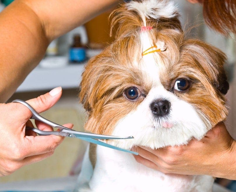 Péče o psa Shih Tzu