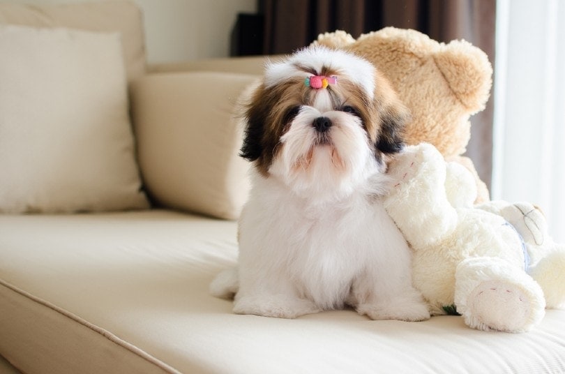 Jsou Shih Tzus hypoalergenní? 6 tipů, jak snížit shih-tzu dander