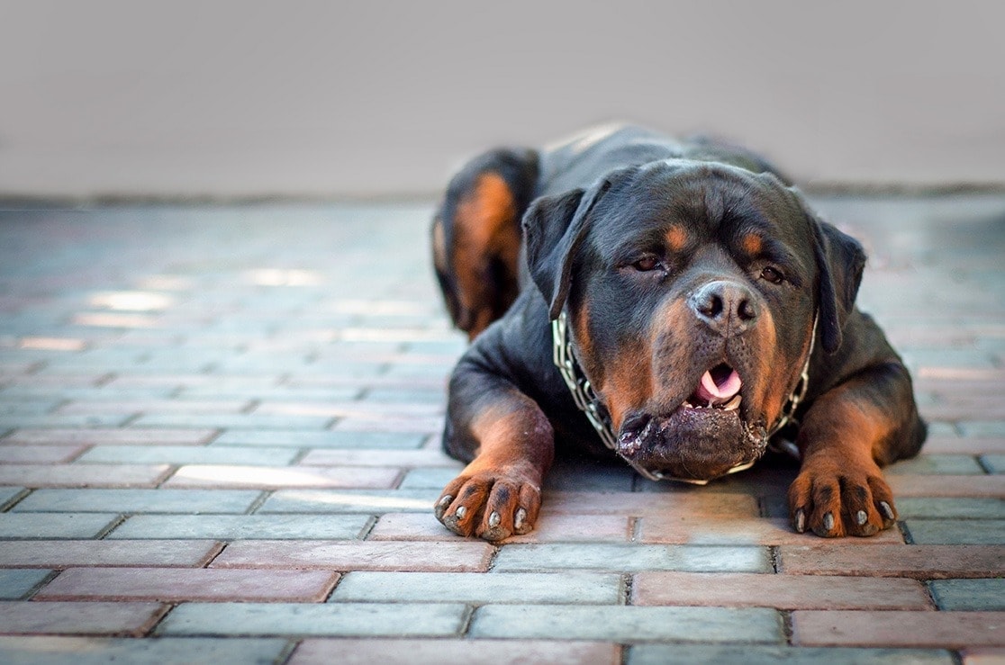 5 přírodních domácích léků na zvracení psů – tipy schválené veterinářem!