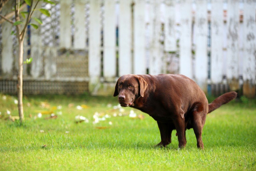 Labradorský retrívr poop_wasitt hemwarapornchai_shutterstock