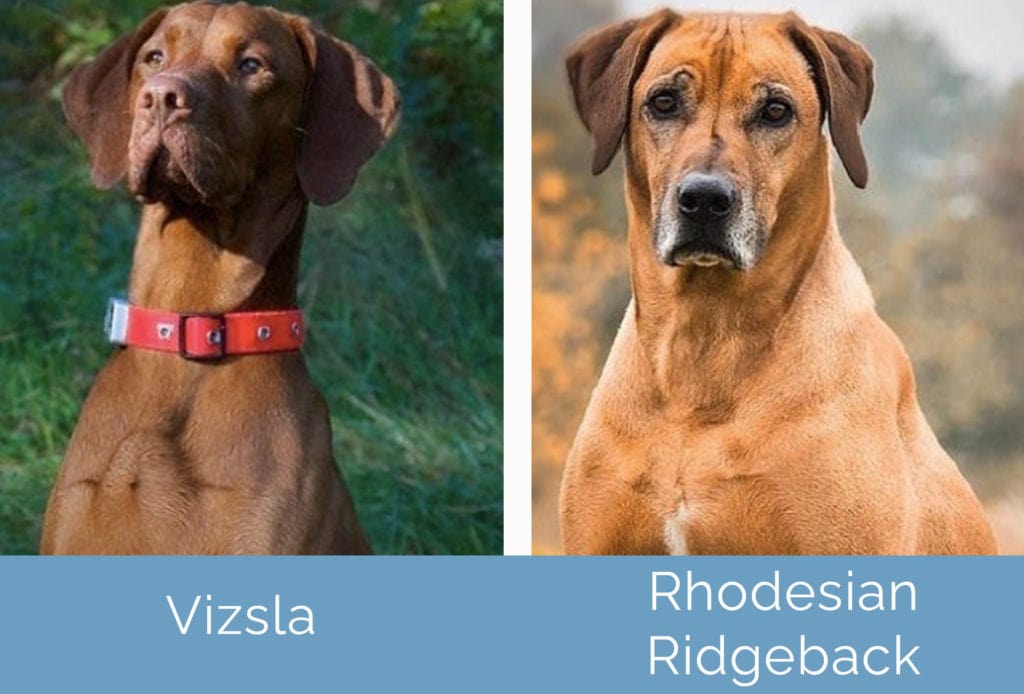 Vizsla vs Rhodéský ridgeback vedle sebe