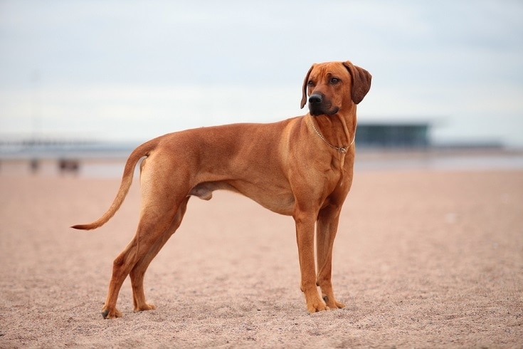 Rhodéský ridgeback