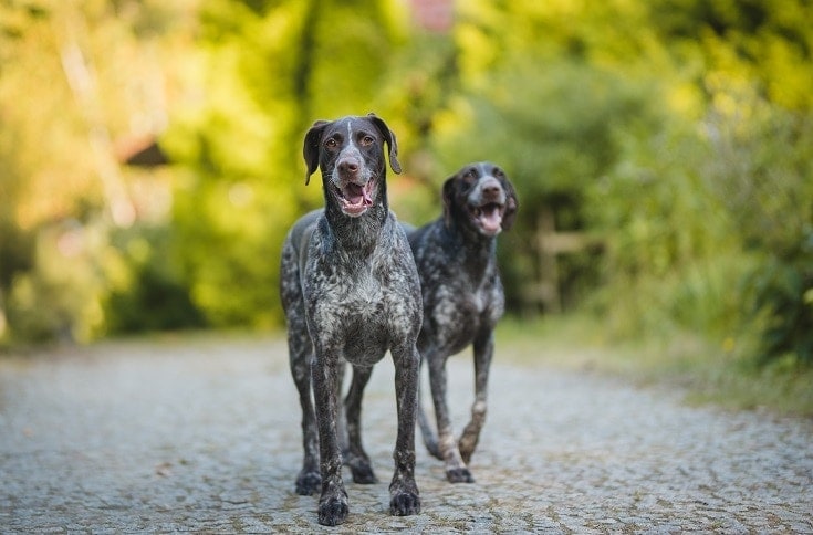 Německý drátosrstý ohař_Shutterstock_Vellicos