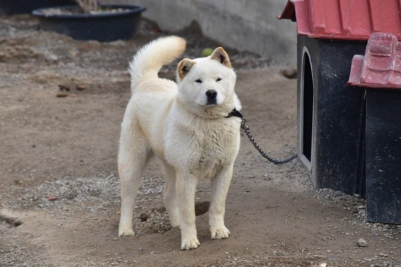 Korejec Jindo