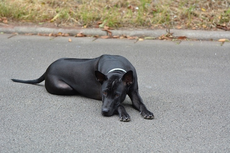 Thajský ridgeback pes