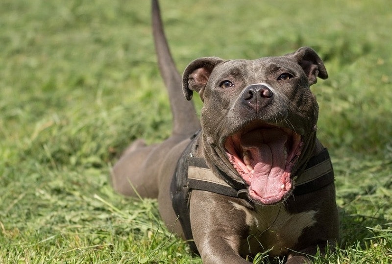 25 Pitbull smíšených plemen (s obrázky)
