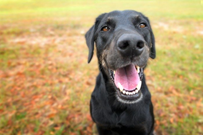 chrt labrador