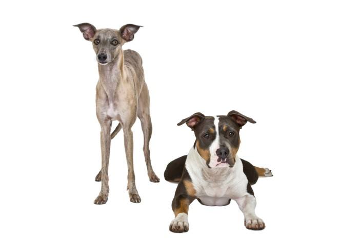 greyhound pitbull