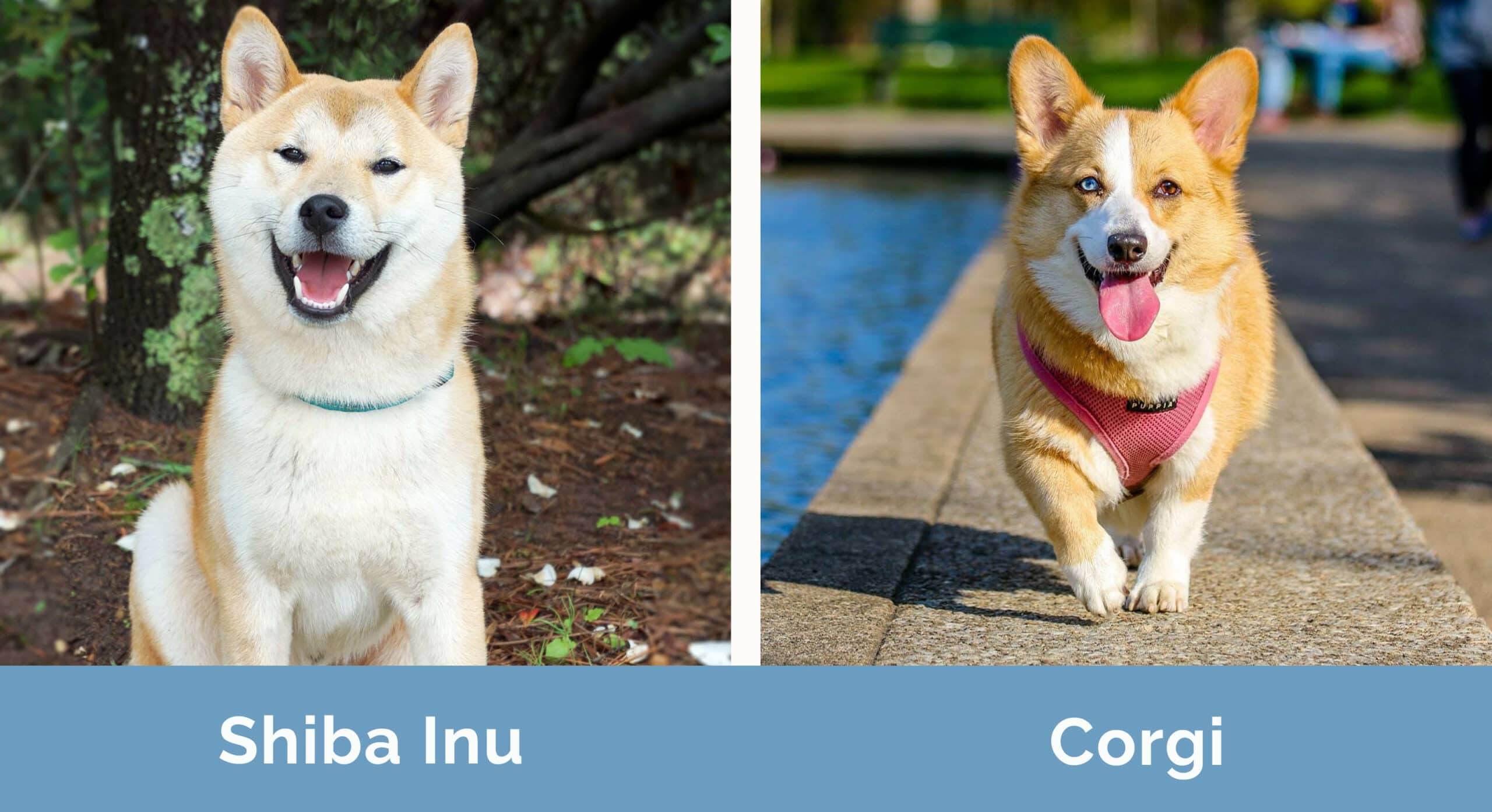 Shiba Inu vs Corgi vedle sebe