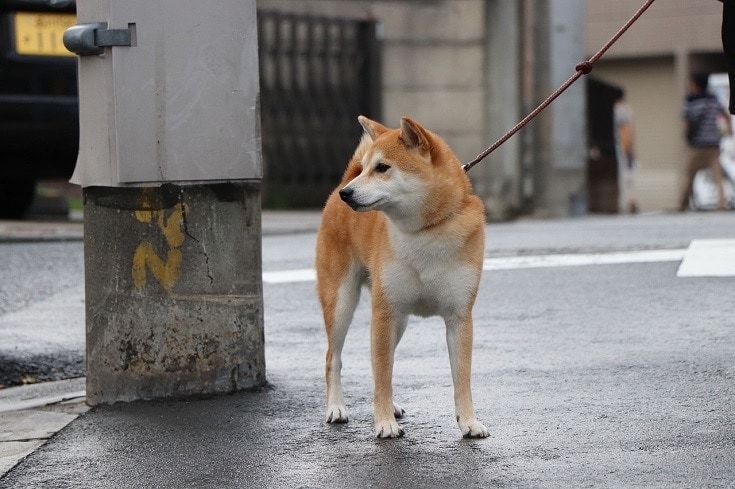 Pes Shiba Inu