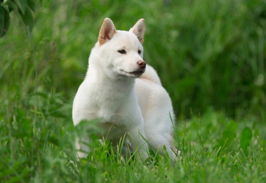 smetanová shiba inu