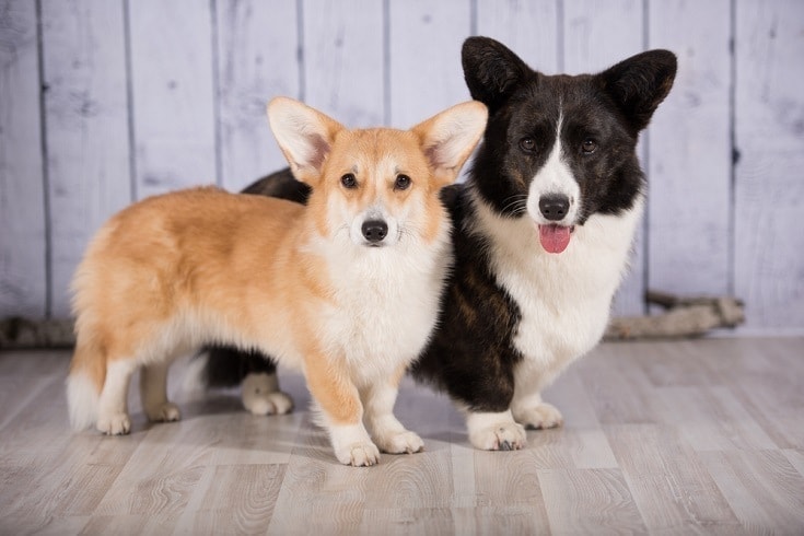 Welsh Corgi Pembroke a Cardigan
