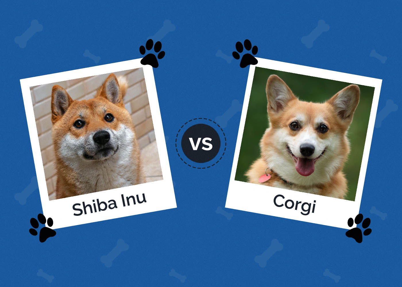 Shiba Inu vs Corgi: Které plemeno je pro vás to pravé?