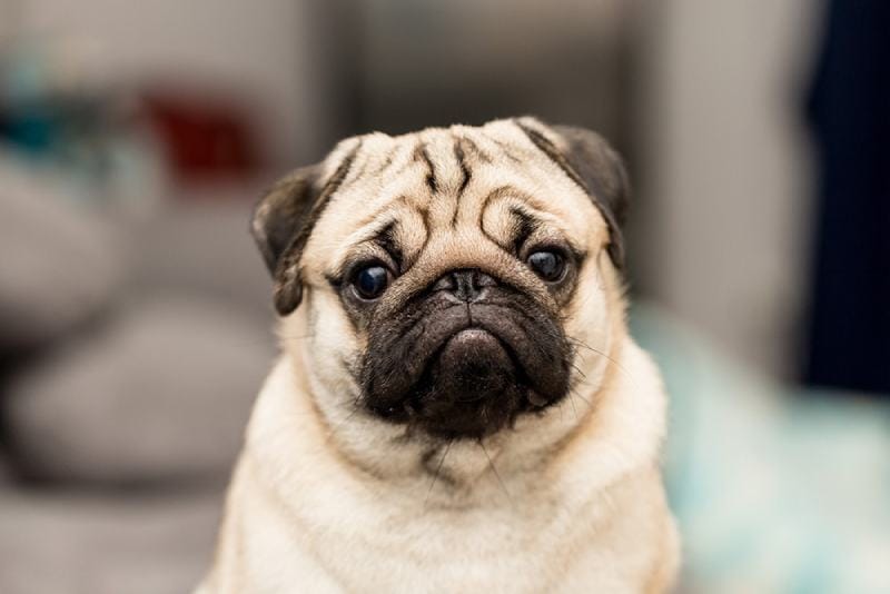 plavý mops