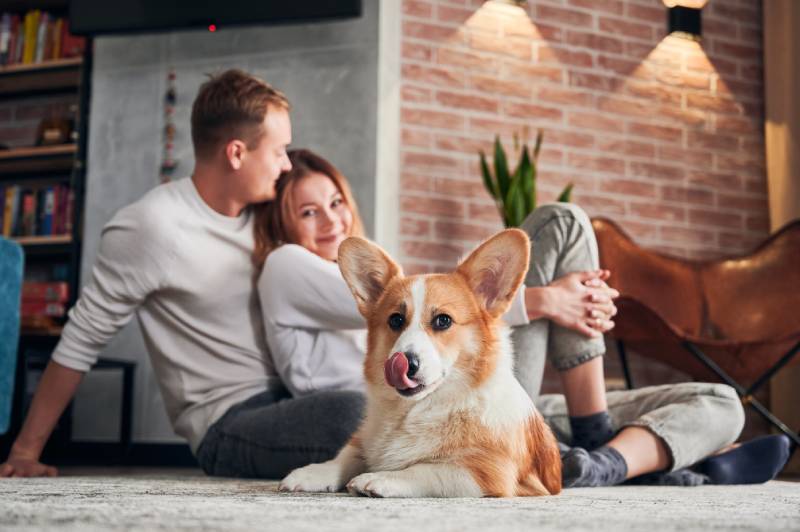 rozkošný corgi ležící na podlaze a při pohledu do kamery se svými majiteli v pozadí
