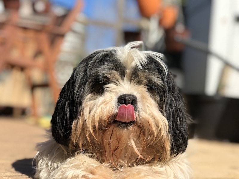 Proč si psi olizují nos? 10 důvodů pro toto chování