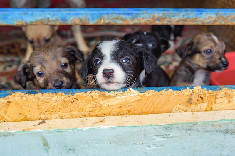 Toulavá štěňata Puppy Mill Shelter
