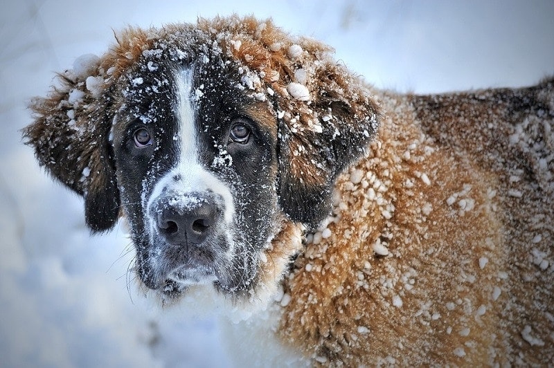 Mohou psi dostat omrzliny? Známky, léčba a prevence zkontrolované veterinářem