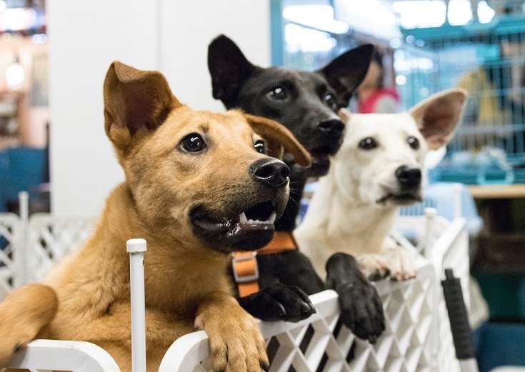 adopce psa