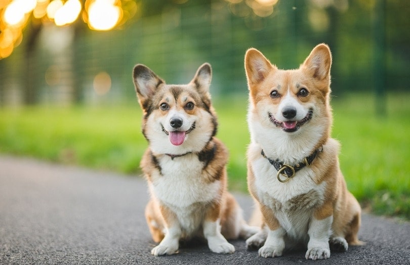 roztomilý welsh corgi pembroke dogs_Vellicos_shuttesrstock