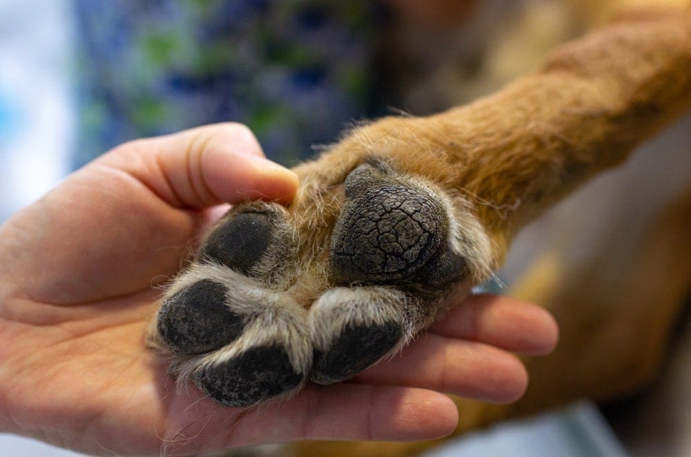 5 domácích léků na suché a popraskané polštářky tlapek – fakta a často kladené otázky zkontrolované veterinářem