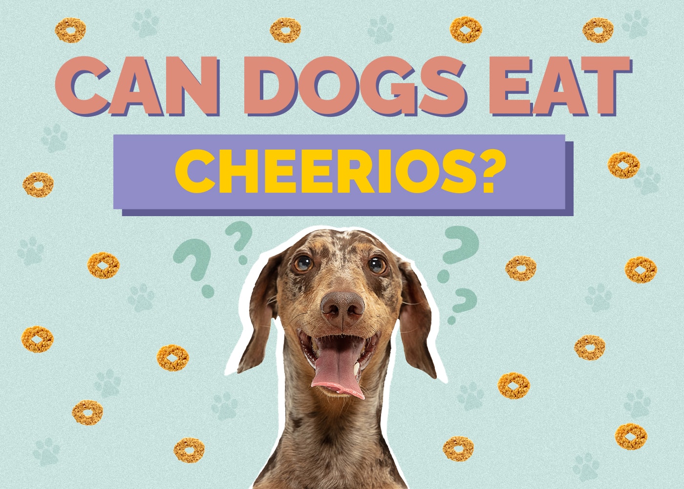 Mohou psi jíst Cheerios? Jsou Cheerios v pořádku pro psy k jídlu?