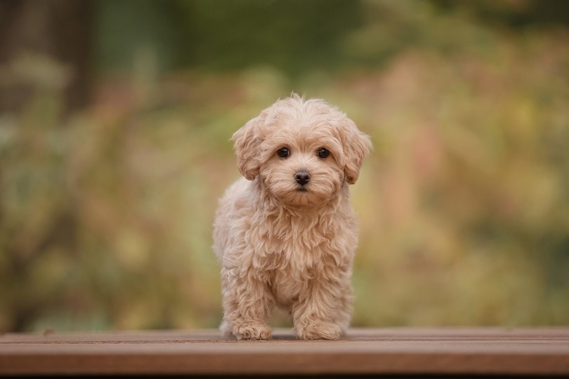 Maltipoo štěně