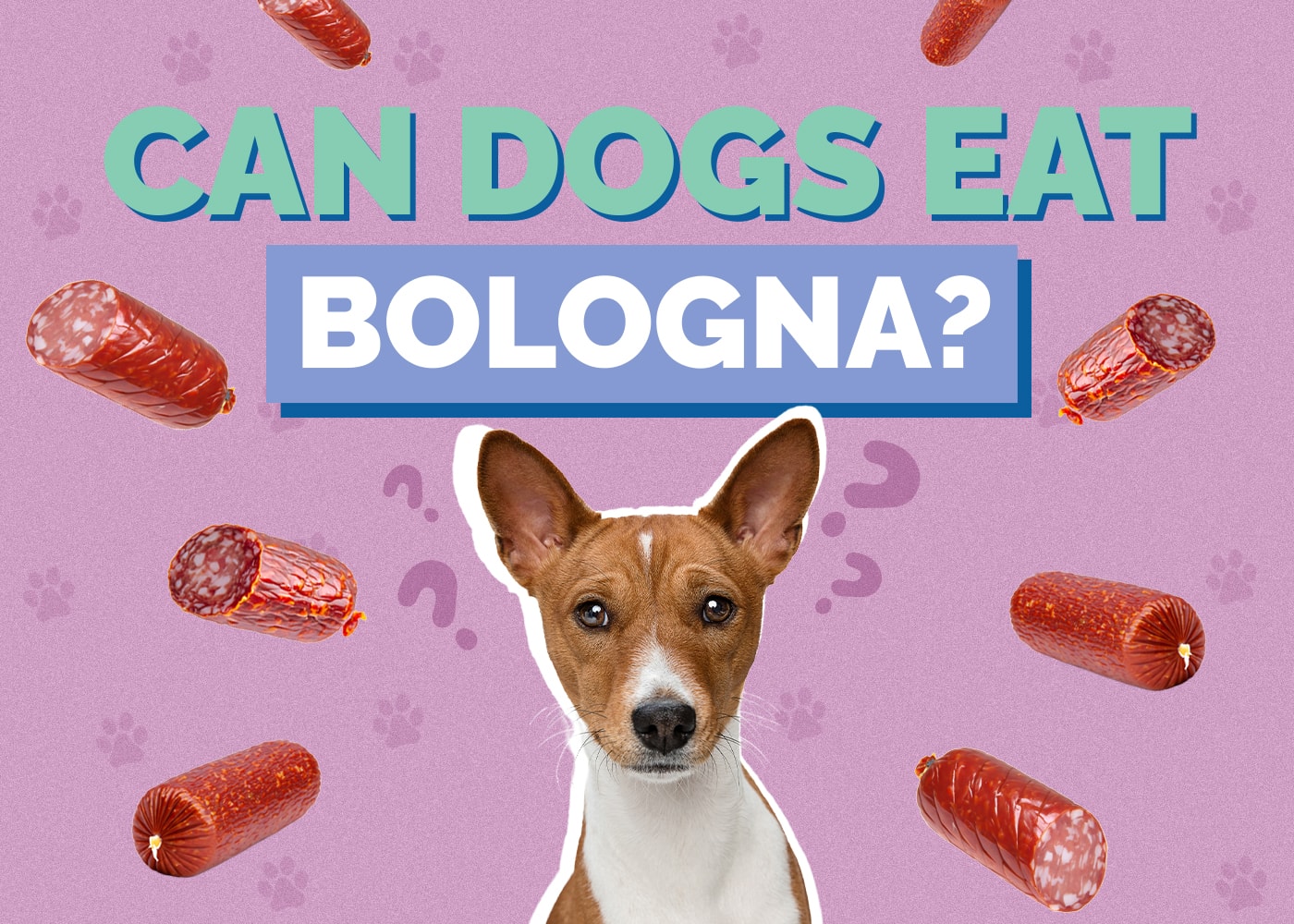 Mohou psi jíst Bolognu? Fakta a informace o výživě schválené veterinárním lékařem