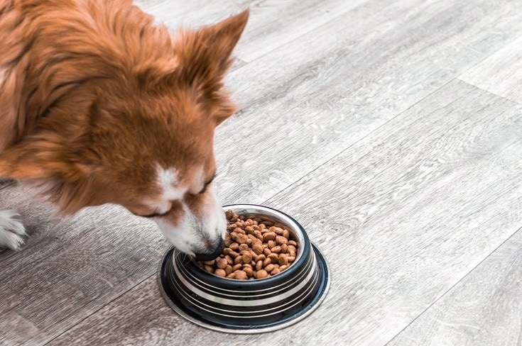 Corgi jíst
