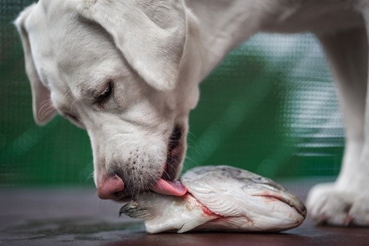 mladé hladové štěně psa bílého labradorského retrívra voní a jí rybu head_manushot_shutterstock