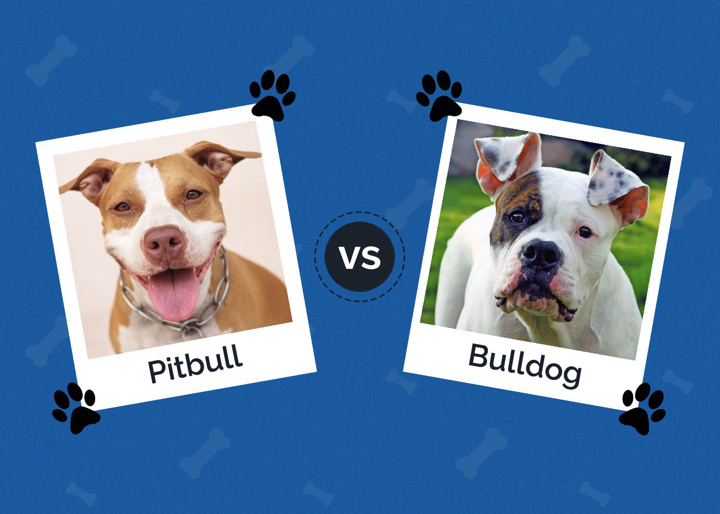 Pitbull vs Bulldog: Jaké jsou rozdíly?