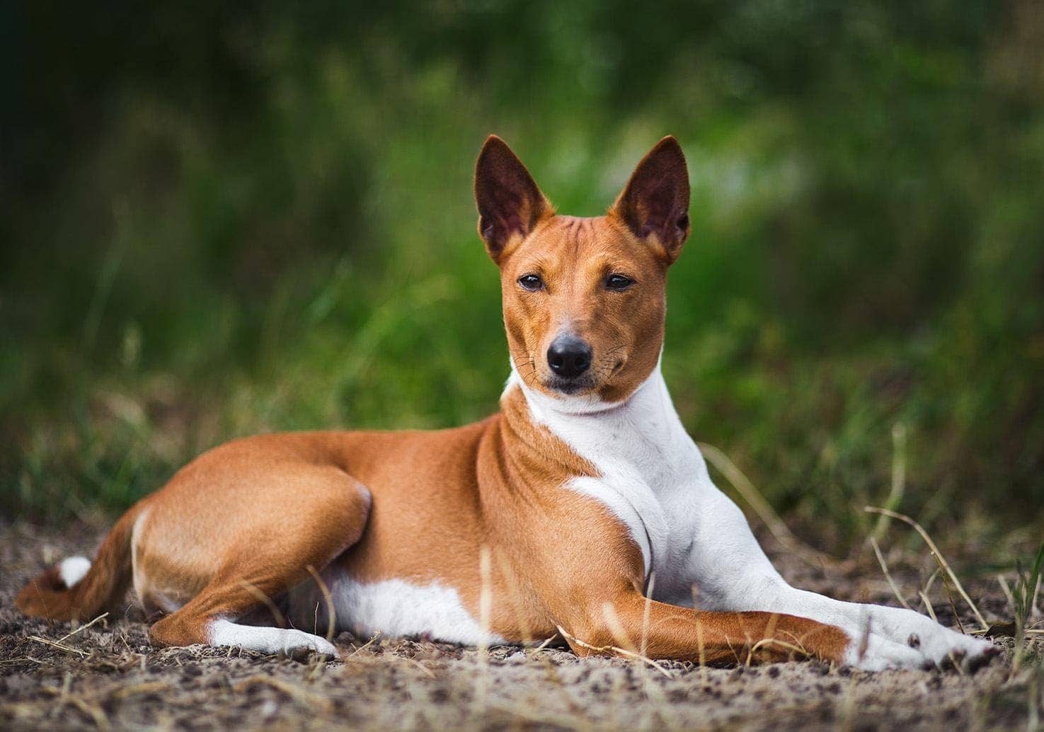 Basenji venkovní