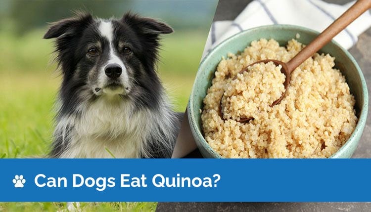 Mohou psi jíst Quinoa? Průvodce nutričními fakty a bezpečností