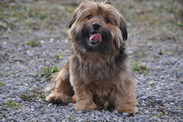 Yorkie Pomeranian Mix (Yorkie-Pom): Informace, obrázky, vlastnosti a fakta