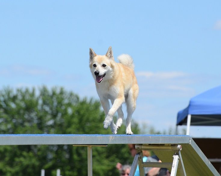 Norský buhund běží na psovi Walk_mark herreid_shutterstock